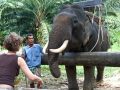 2007-12-16 Thailand 292 Khao Sok Nationalpark Elefant Trecking